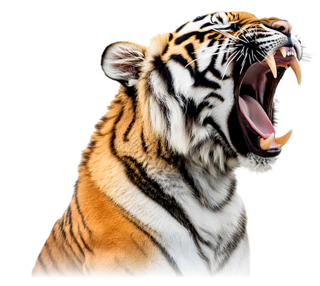 South Mornington Junior Football Club | SMJFC | Fottball Club | Mornington | South Mornington | Mornington Peninsula